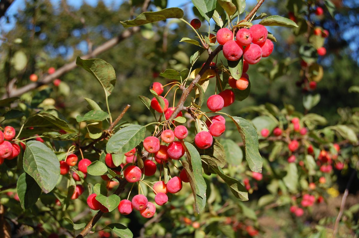 mela crabapple